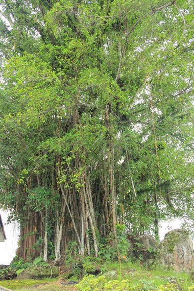 Salah satu pohon besar yang tumbuh di halaman Rumah Tuan Kuase