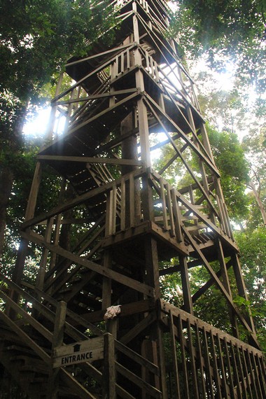 Konstruksi jembatan kanopi ini diperkirakan mampu bertahan selama  15-20 tahun seiring usia pohon penyangganya