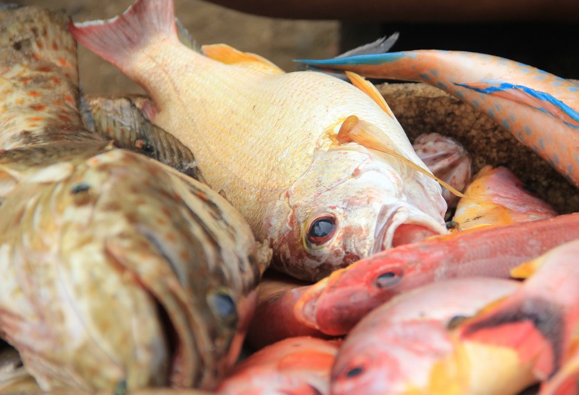 Ikan-ikan segar hasil tangkapan nelayan yang dijajakan di tempat pelelangan ikan di sekitar Pantai Santolo