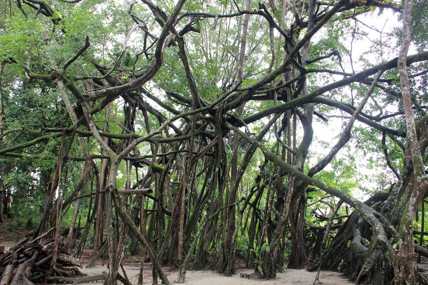 Satu yang unik di Gua Maria terdapat pohon yang akarnya merambat dan membentuk sebuah pohon baru