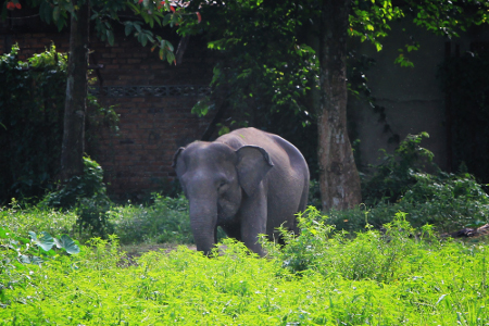 Gajah menjadi salah satu satwa yang hidup bebas di Hutan Wisata Punti Kayu