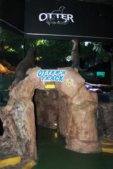 Akuarium Otter berisi lingsang, hewan bertubuh panjang, licin, dan pandai berenang