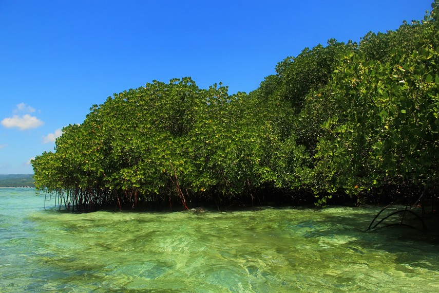 Selain keragaman ikan, hutan bakau ini juga menjadi tempat berkeliaran beberapa jenis jalak