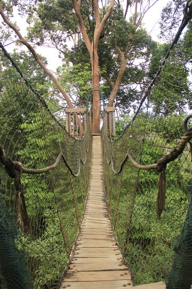 Panjang total lintasan jembatan kanopi di Bukit Bangkirai sepanjang 64 meter, terbagi dalam empat ruas