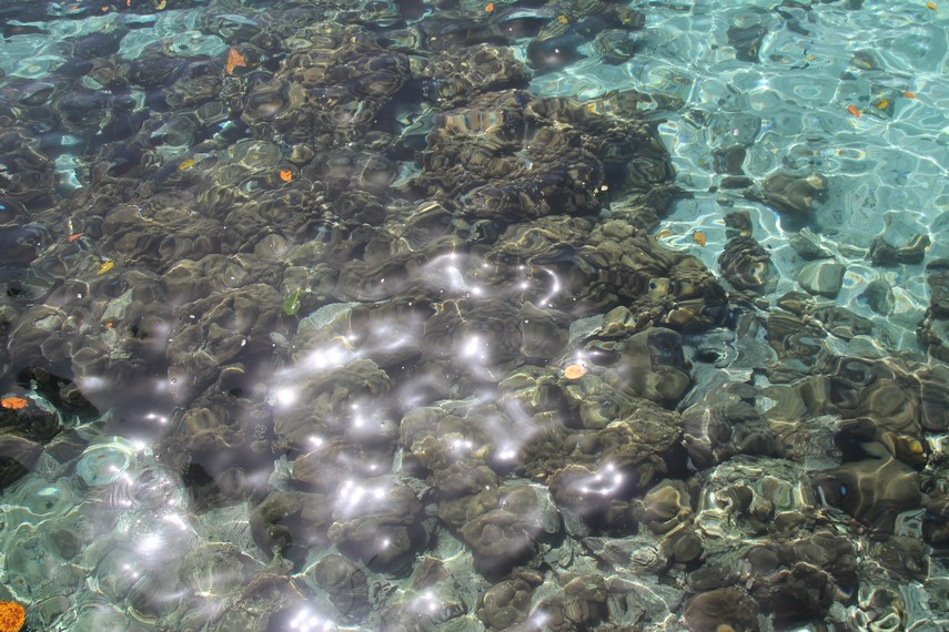 Airnya yang jernih menampakkan gugus karang dan hewan-hewan air yang menakjubkan