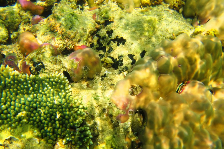 Aneka biota laut dengan warna-warna yang cerah tersaji di Pulau Samalona