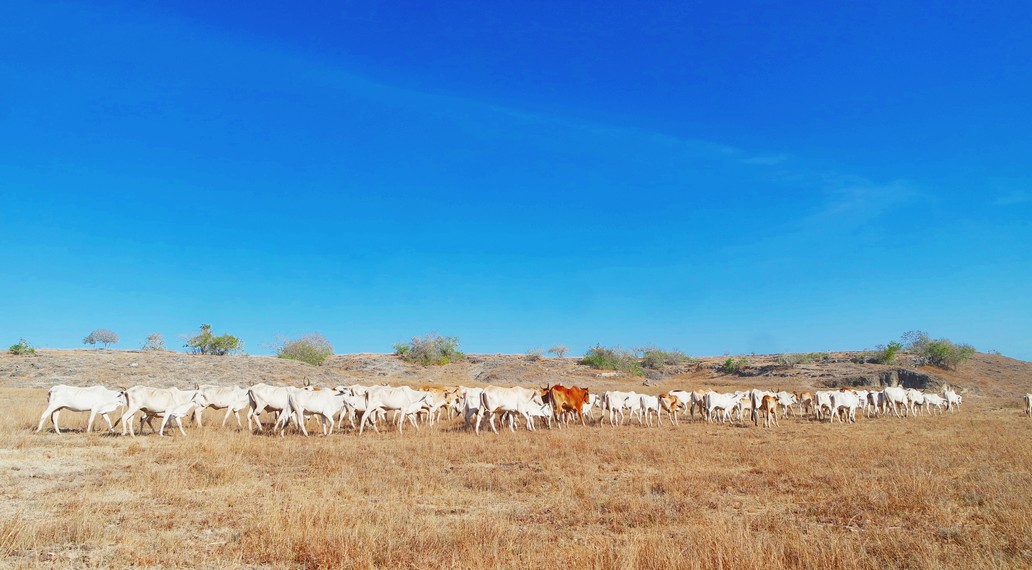 Arakan sapi yang ditemui sepanjang perjalanan menuju Bukit Persaudaraan Mau Hau