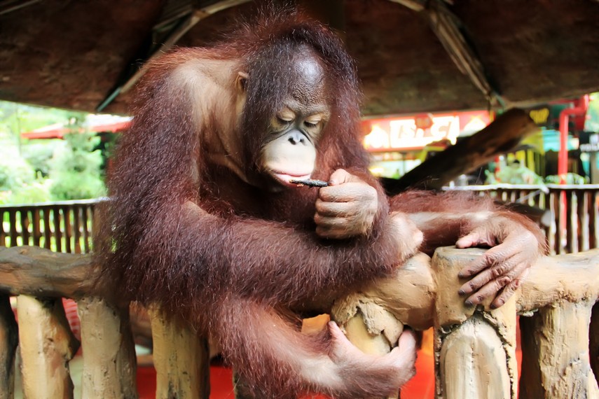 Baby Zoo, salah satu wahana unik yang ada di Taman Safari Bogor, di wahana ini pengunjung bisa ikut berfoto dengan hewan liar yang masih bayi
