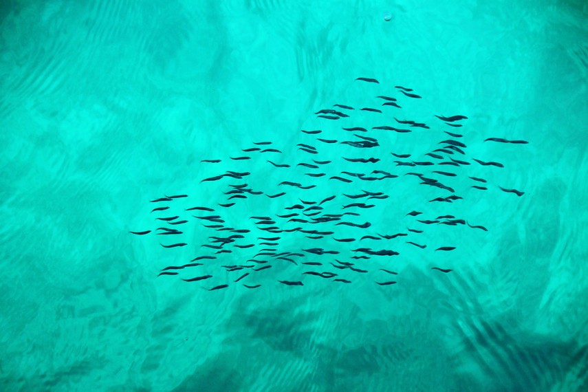 Beningnya air laut memungkinkan kita mengintip ribuan ikan kecil yang bergerak harmonis dalam koloninya