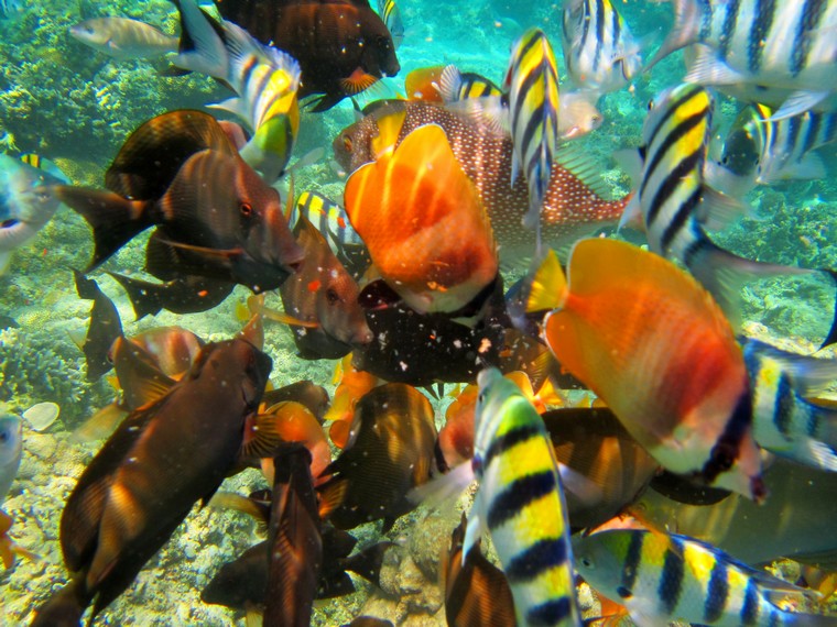 Beraneka jenis ikan yang lucu akan menjadi pemandangan indah yang disajikan alam bawah laut Gili Air