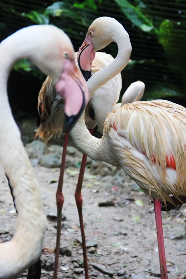 Beraneka unggas juga menjadi koleksi Taman Safari Bogor. 1.000 burung dari 90 spesies dilepas bebas di sini