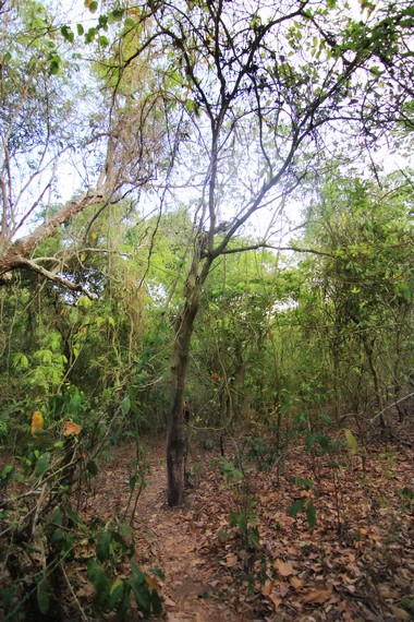 Berjalan menyusuri hutan harus ditempuh pengunjung untuk bisa sampai di Air Terjun Sengalo