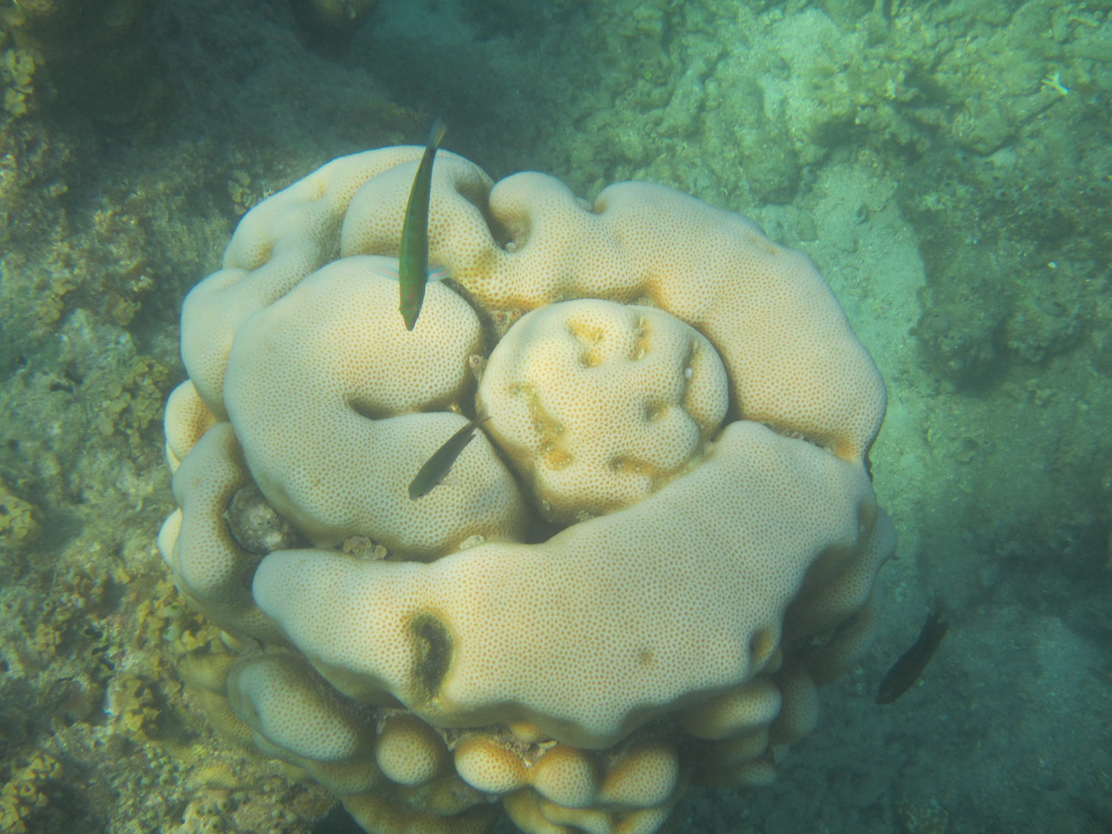 Biota laut dan karang menjadi pemandangan bawah laut yang ada di Pulau Putri