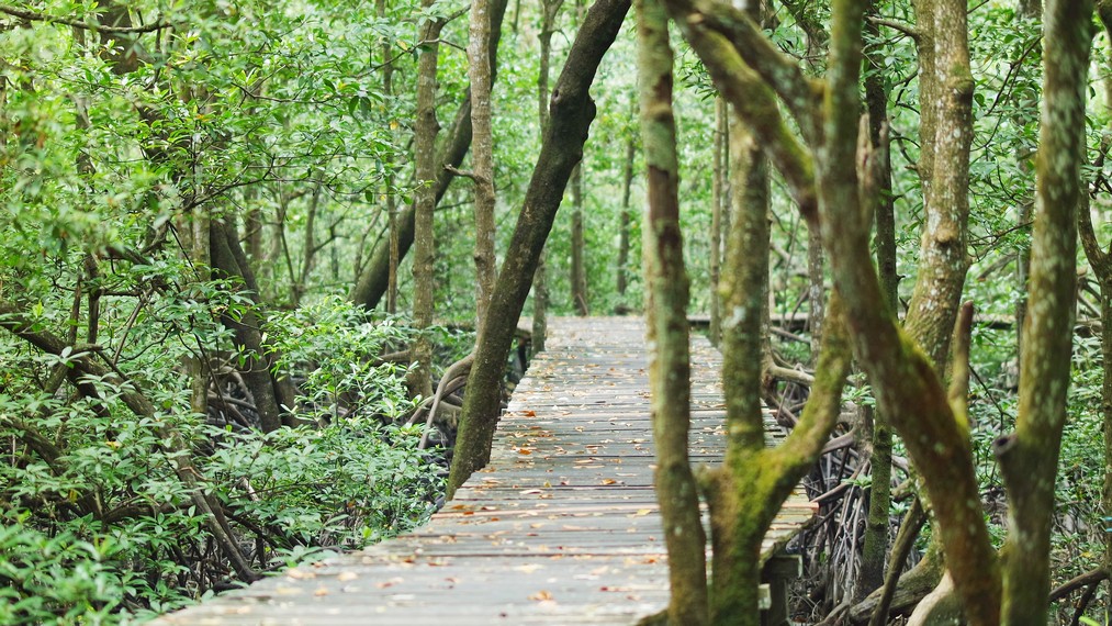 Di hutan mangrove ini juga menjadi habitat alami pohon-pohon bakau dan fauna-fauna khas Tarakan