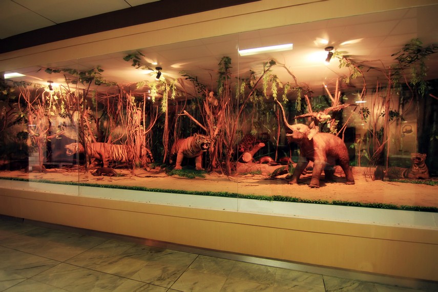 Diorama aneka satwa langka yang hidup di Lampung yang dipajang disalah satu sudut museum