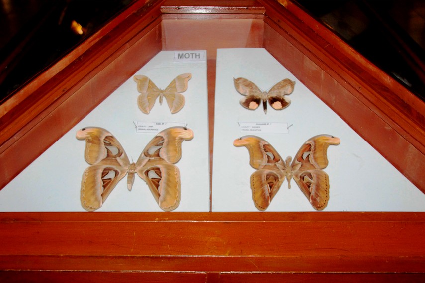 Dua kupu-kupu bercorak serupa tapi dengan habitat yang berbeda dipajang di Museum Kupu-kupu Bantimurung, Sulawesi Selatan
