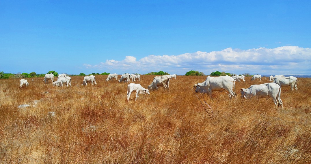 Gerombolan sapi yang ditemui di sepanjang perjalanan menuju Puru Kambera