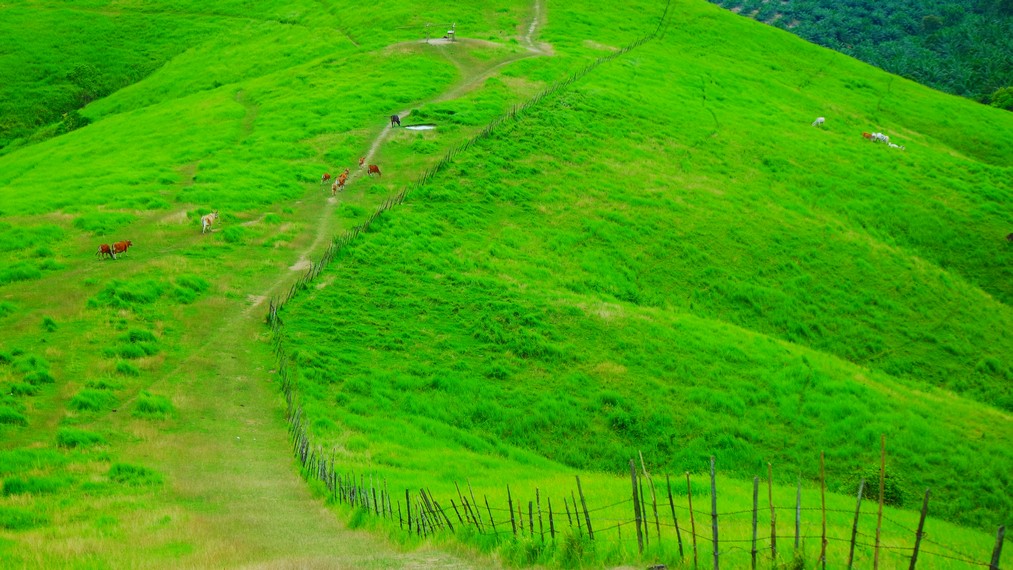 Hamparan hijaunya padang rumput di Bukit Rimpi