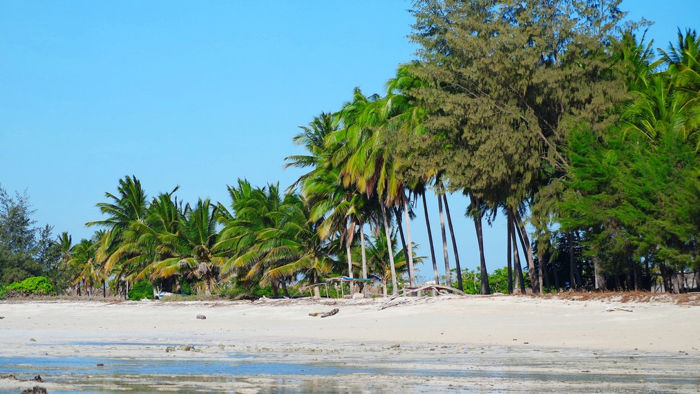 Hamparan pasir putih dihiasi jajaran pohon kelapa