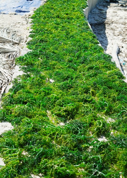 Hasil panen rumput laut yang sedang dijemur di pinggiran pantai