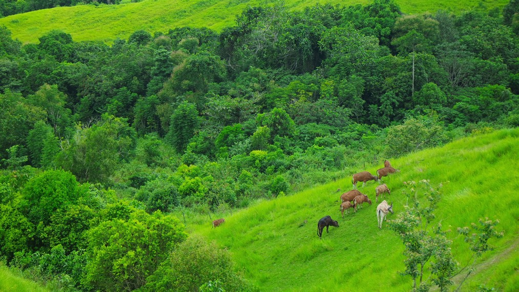 Hewan ternak yang terlihat sedang mencari makan di sekitar area bukit