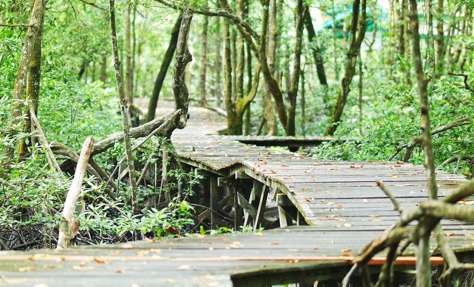 Hutan Mangrove Tarakan ini juga dijadikan sebagai laboratorium hidup yang dimanfaatkan oleh peneliti-peneliti