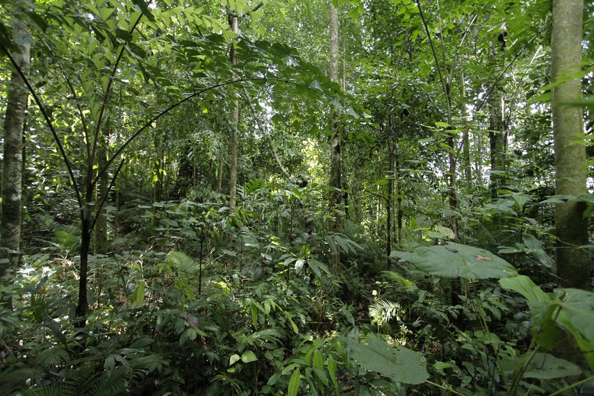 Hutan Tropis dalam Taman Nasional Manusela