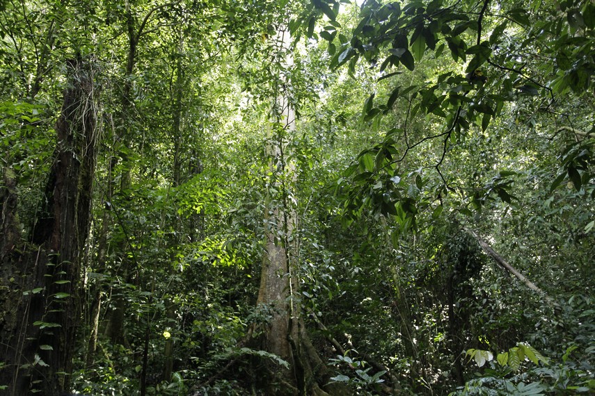Hutan Tropis dalam Taman Nasional Manusela