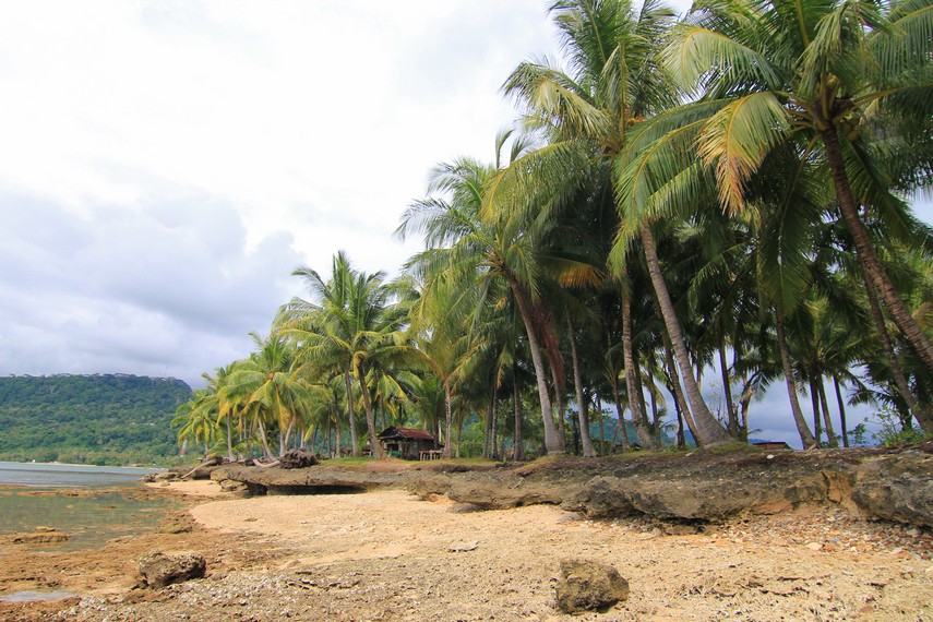 Pulau tak berpenghuni ini dihiasi oleh pohon-pohon kelapa yang tinggi menjulang