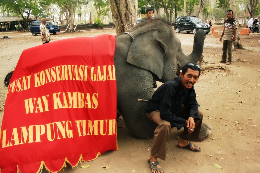Di Pusat Konservasi Gajah Way Kambas masyarakat dapat berinteraksi langsung dengan gajah-gajah yang sudah terlatih