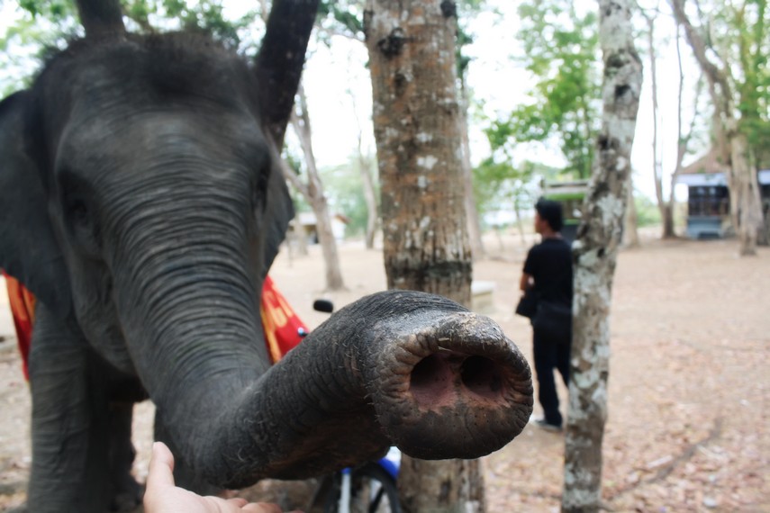 Gajah-gajah yang berada di Pusat Konservasi Gajah Way Kambas adalah gajah-gajah Atraksi Sumatera yang terancam punah