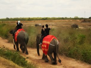 Mengamati Atraksi Si Belalai Panjang di Pusat Konservasi Gajah Way Kambas