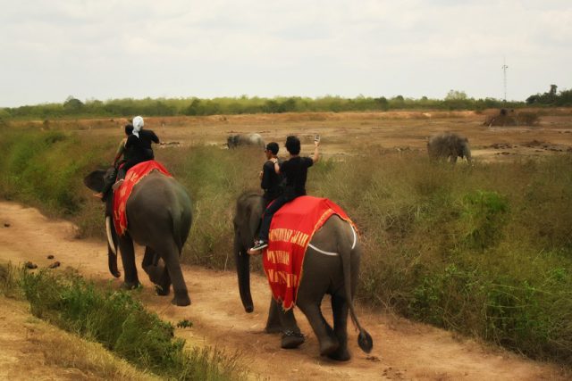 Menelusuri Konservasi Gajah Sumatra di Way Kambas, Lampung