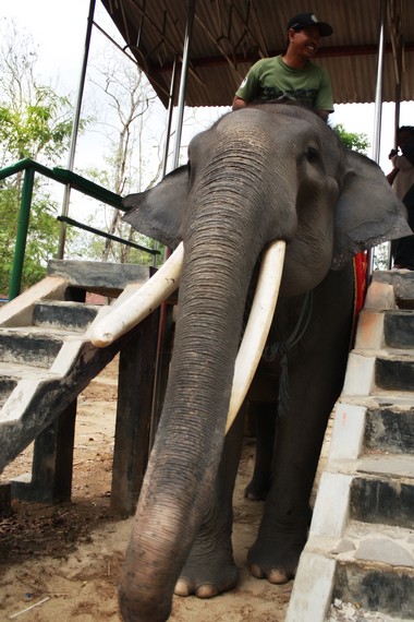 Pusat Konservasi Gajah menjadi wahana konservasi sekaligus edukasi dan hiburan bagi masyarakat
