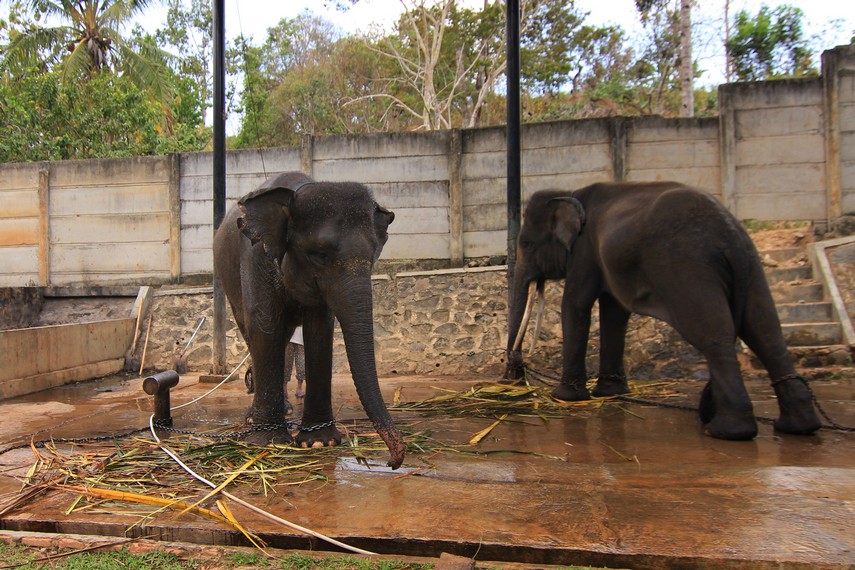 Dua gajah yang menjadi penghuni Bumi Kedaton Resort