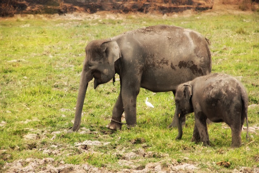 Pusat Konservasi Gajah juga menjadi sarana pengembangbiakan gajah Sumatera