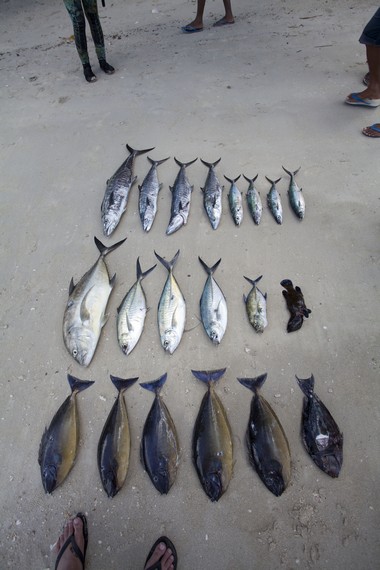 Ikan-ikan hasil berburu dengan Spear Fishing