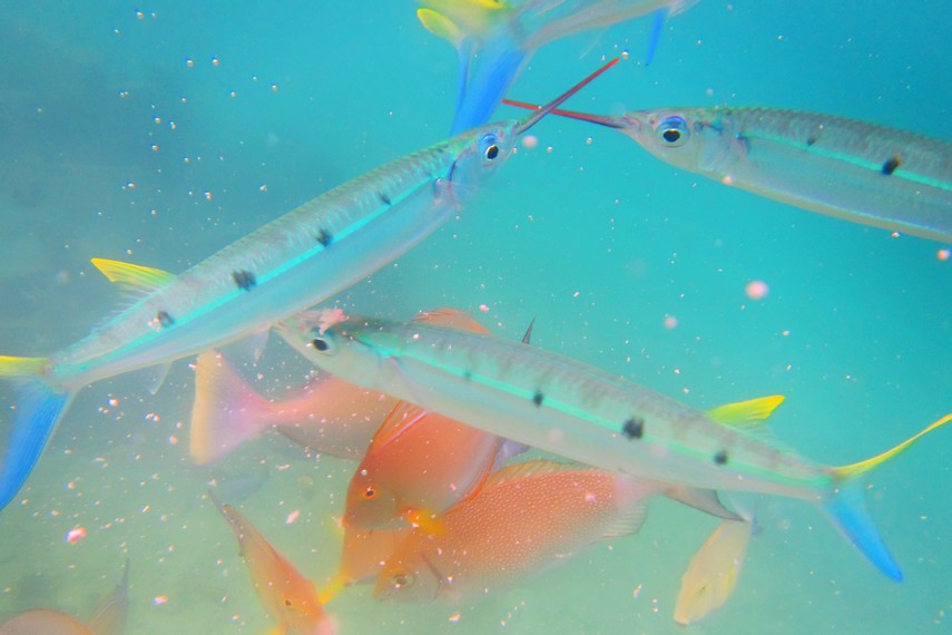 Ikan dengan mulut menyerupai jarum menjadi teman setia saat ber-<i>snorkeling</i> di Gili Nanggu