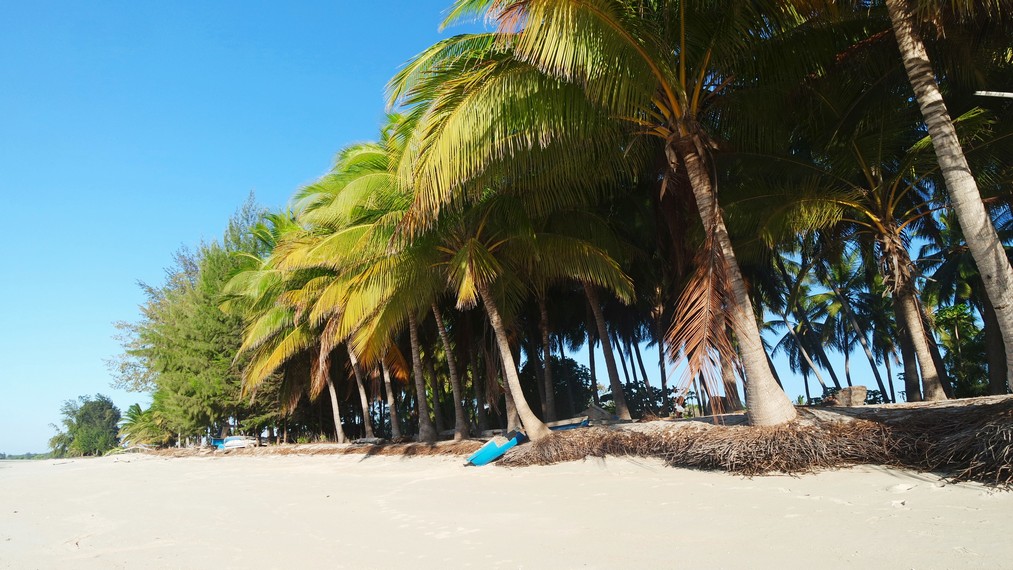 Jajaran pohon kelapa yang memberi keteduhan dan suasana nyaman