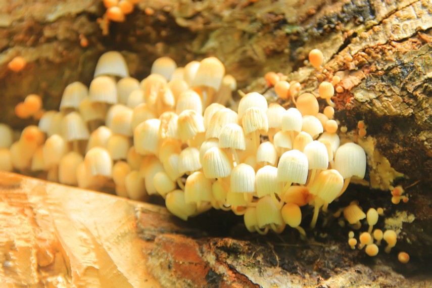 Jamur-jamur yang tumbuh di sekitar hutan dan dapat dimanfaatkan untuk pengobatan