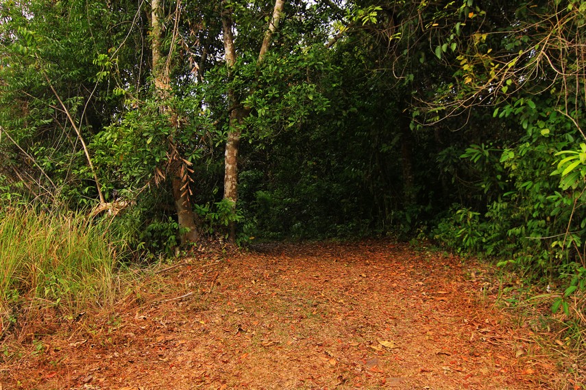Jungle Track sepanjang 2,5 km untuk melakukan pengamatan satwa dan burung liar