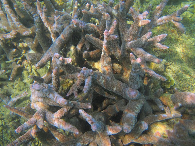 Aneka bentuk terumbu karang bisa disaksikan di Pulau Payung Besar