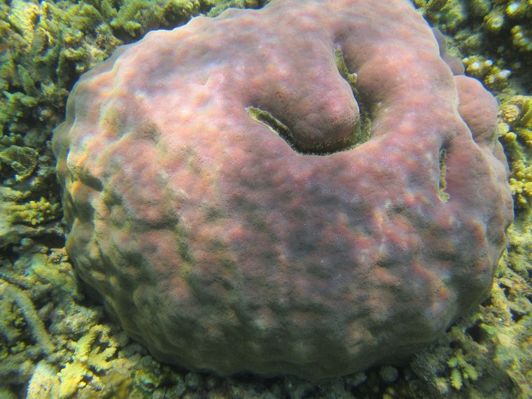 Salah satu biota laut yang bisa dilihat pengunjung di Pulau Payung Besar