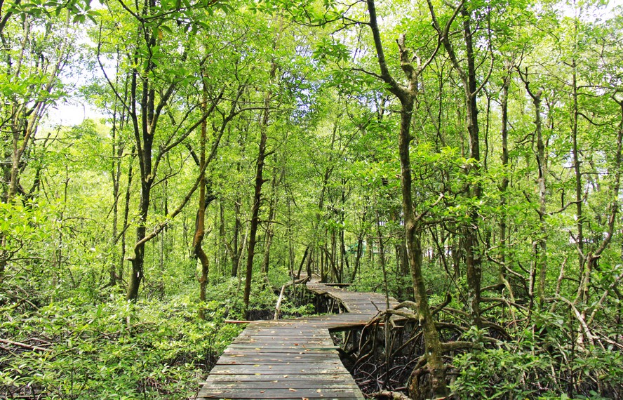 Kawasan hutan mangrove selain menjadi obyek wisata juga mempunyai fungsi lain yaitu sebagai paru-paru Kota Tarakan
