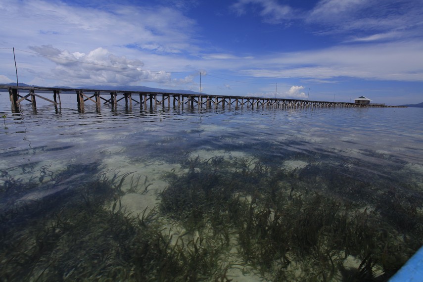 Keindahan alam bawah laut yang terlihat jelas di Pulau Osi