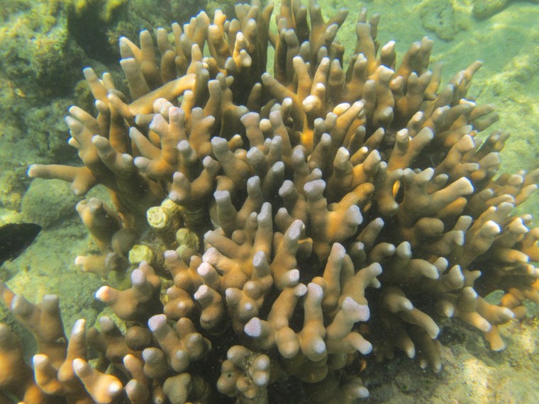 Pulau Tikus memiliki beberapa titik spot yang menyajikan keindahan alam bawah laut