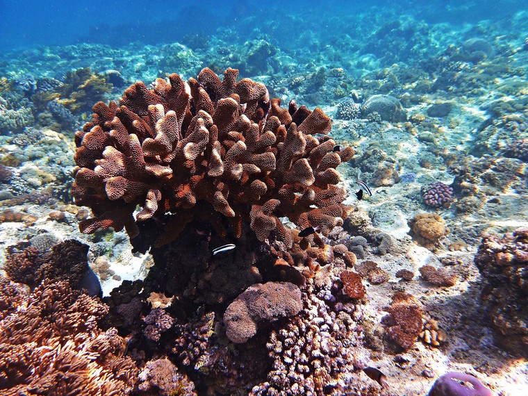 Keindahan terumbu karang di bawah laut