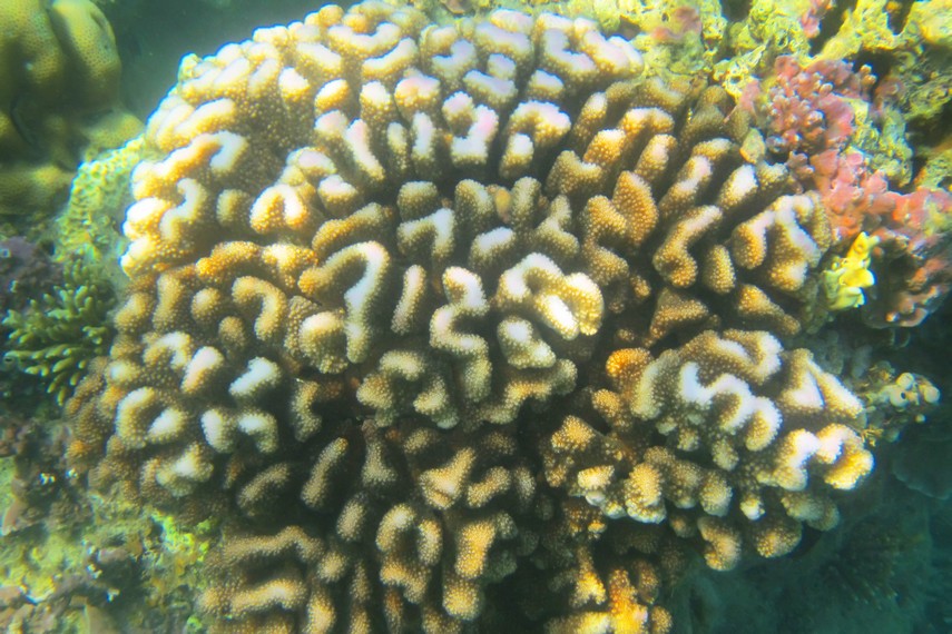 Keindahan terumbu karang menjadi pemandangan yang bisa disajikan di perairan Pulau Air