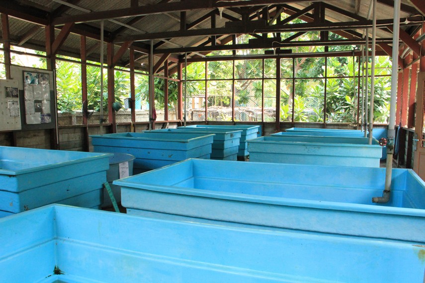 Kolam-kolam yang menjadi tempat pemeliharaan penyu yang bisa dikunjungi pengunjung di Pulau Pramuka