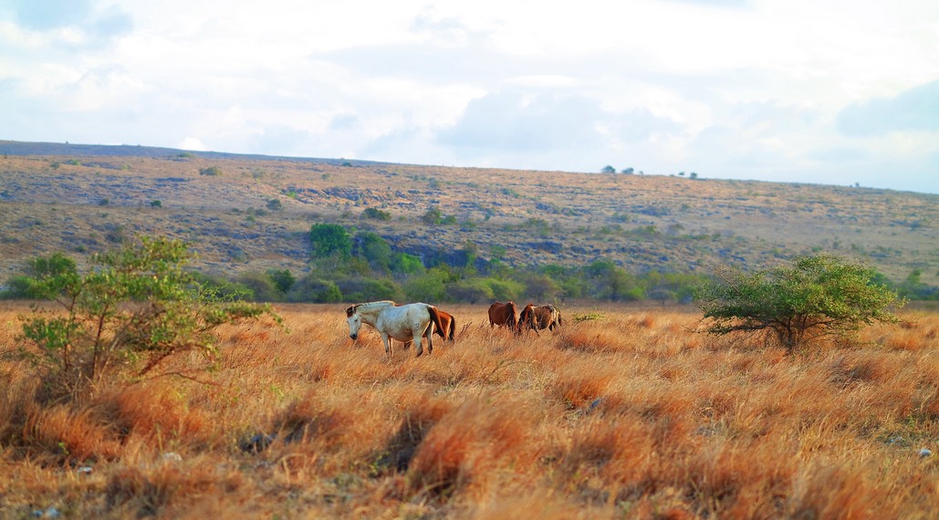 Kuda-kuda yang terdapat di padang savana ini bukanlah kuda peliharaan, namun kuda liar